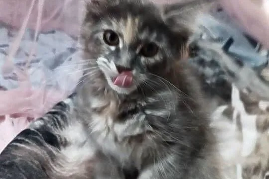 Maine Coon piękne kociaki, Opolskie, Skorogoszcz