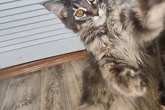 Maine Coon piękne kociaki, Opolskie, Skorogoszcz