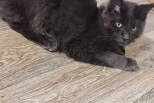 Maine Coon piękne kociaki, Opolskie, Skorogoszcz