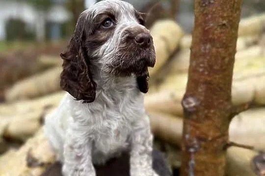 Jedyna taka! Wyjątkowa sunia Cocker Spaniel Angielski Liver Roan rodowód, Mazowieckie, Warszawa