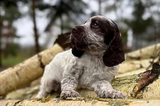Jedyna taka! Wyjątkowa sunia Cocker Spaniel Angielski Liver Roan rodowód, Mazowieckie, Warszawa