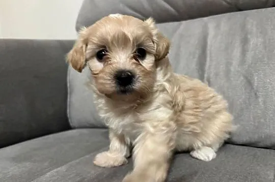 Maltipoo Chłopiec