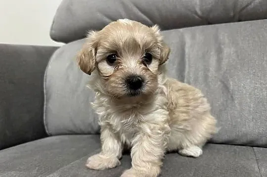 Maltipoo Chłopiec, Śląskie, Zawiercie