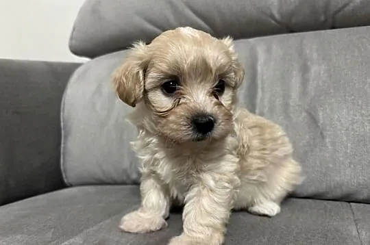Maltipoo Chłopiec, Śląskie, Zawiercie