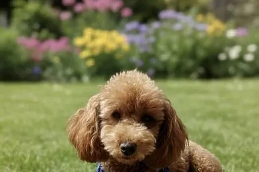 Maltipoo Chłopiec, Śląskie, Zawiercie