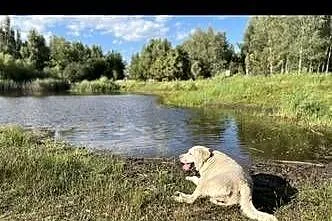 Biszkoptowy grzeczny lablador do oddania za darmo do domu z ogrodem, Łódzkie, Łódź