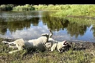 Biszkoptowy grzeczny lablador do oddania za darmo do domu z ogrodem, Łódzkie, Łódź