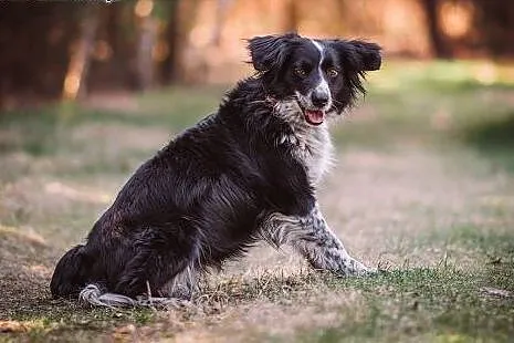 Holly- 13 kg mini Border Collie, przyjacielska, su