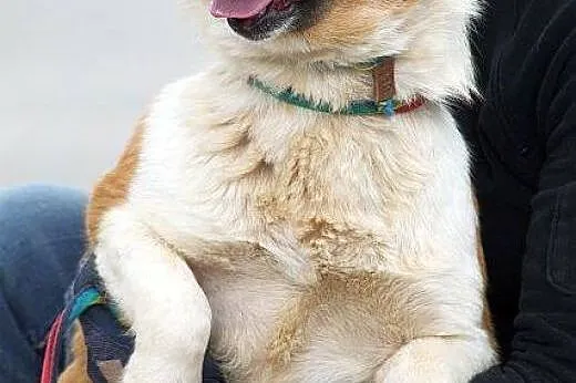 ZULA jamnikowata  ładna kontaktowa i pozytywna sunia do adopcji,  pomorskie Gdańsk