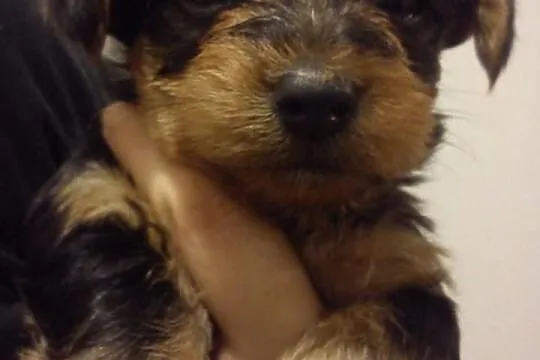 Szczeniak Yorkshire Terrier!
