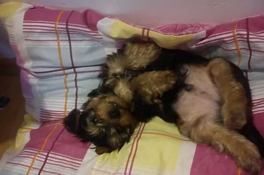 Szczeniak Yorkshire Terrier!