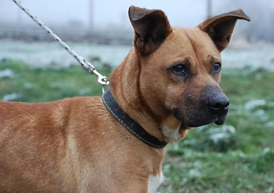 Dinuś łagodny mieszaniec w typie rasy amstaff ADOP