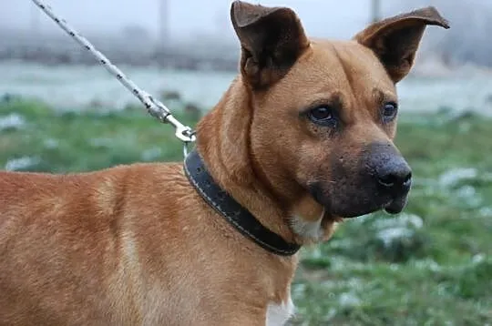 Dinuś łagodny mieszaniec w typie rasy amstaff ADOP