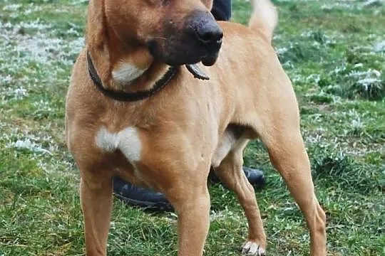 Dinuś łagodny mieszaniec w typie rasy amstaff ADOP