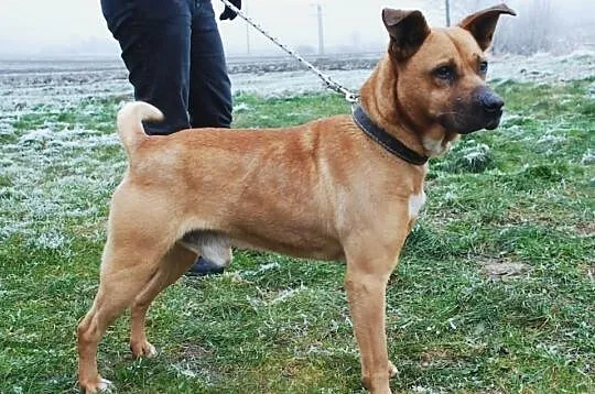 Dinuś łagodny mieszaniec w typie rasy amstaff ADOP