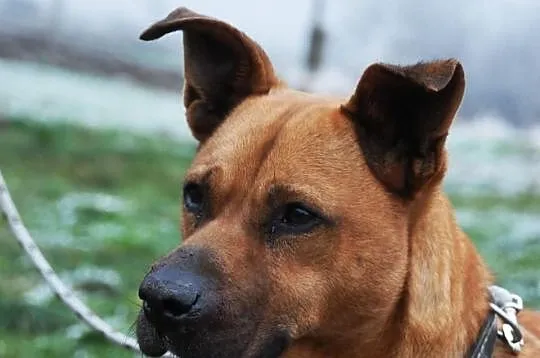 Dinuś łagodny mieszaniec w typie rasy amstaff ADOP