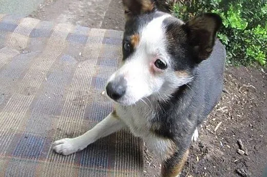 1,5 roczna łagodna MIKRO sunia pilnie szuka domu!!