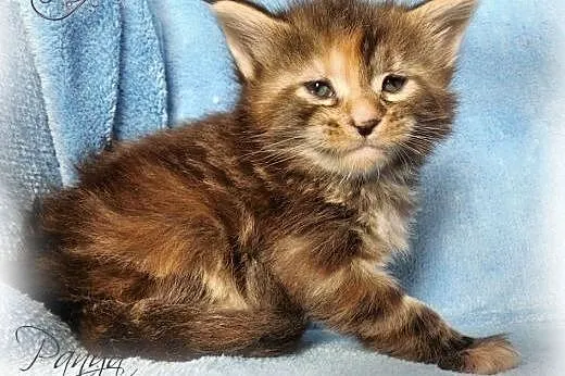 Mane Coon kotki szylkretowe klasycznie pręgowane, 