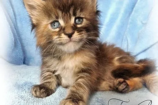 Mane Coon kotki szylkretowe klasycznie pręgowane, 