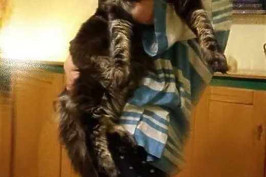 Mane Coon kotki szylkretowe klasycznie pręgowane, 