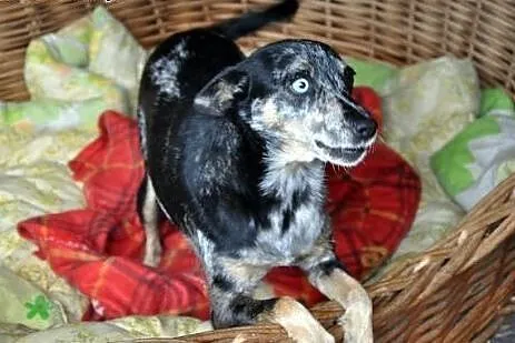 SZAZUNIA-malutka sunia niewiarygodnie piękna do adopcji!,  mazowieckie Warszawa