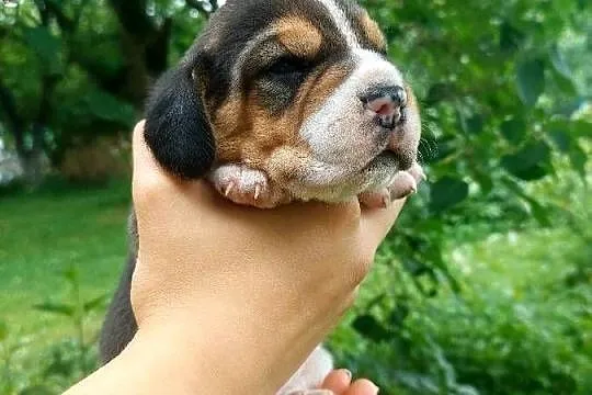 Szczeniaki beagle do rezerwacji