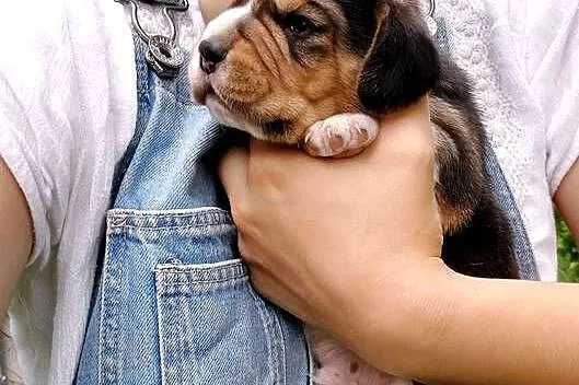 Szczeniaki beagle do rezerwacji, Podkarpackie, Sanok