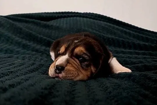 Szczeniaki beagle do rezerwacji, Podkarpackie, Sanok