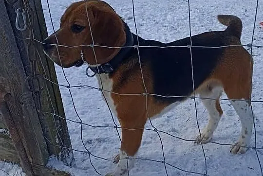 Szczeniaki beagle do rezerwacji, Podkarpackie, Sanok