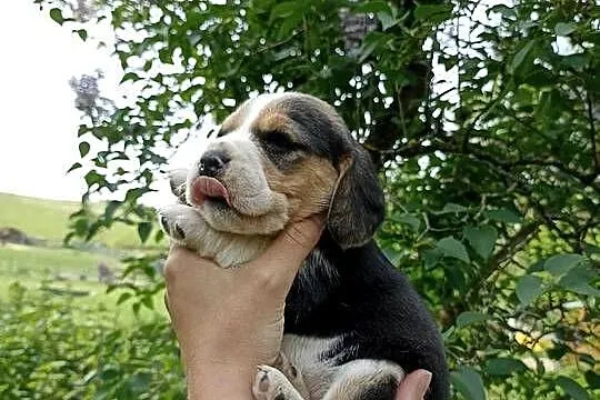 Szczeniaki beagle do rezerwacji, Podkarpackie, Sanok