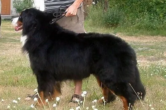 Reproduktor Berneński Pies Pasterski