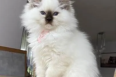 Piękna duże czekoladowa  koteczka hodowlana ragdoll FPL, Śląskie, Katowice