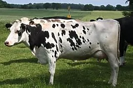 Krowy pierwiastki z Niemeic i Danii, Kobylin