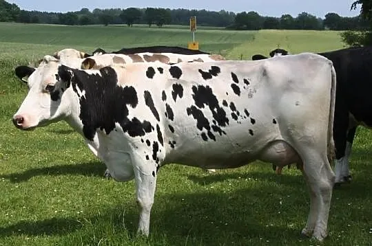 Krowy pierwiastki z Niemeic i Danii