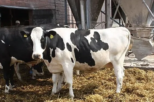 Krowy pierwiastki z Niemeic i Danii
