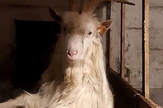 Kozioł Karpacki Lucuś
