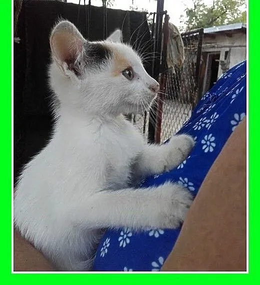 Do adopcji 2mies. kociaki,biało-rude kocurki,trico