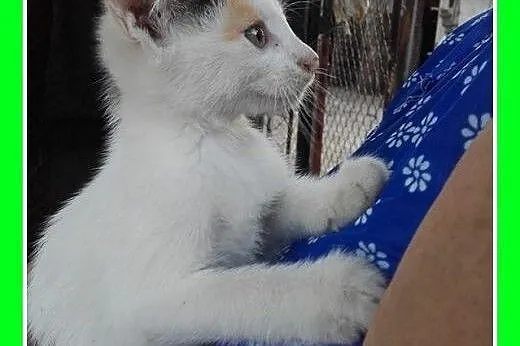 Do adopcji 2mies. kociaki,biało-rude kocurki,trico