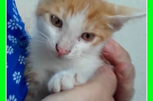 Do adopcji 2mies. kociaki,biało-rude kocurki,trico