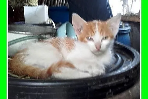 Do adopcji 2mies. kociaki,biało-rude kocurki,trico