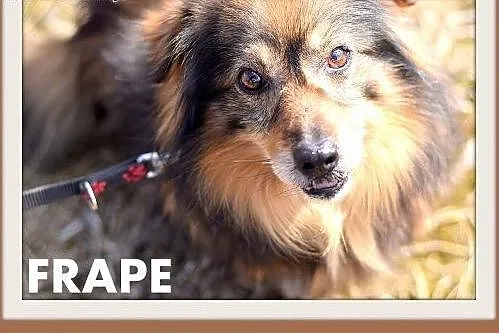 FRAPE-mały,krótkie łapki,łagodny,kudłaty,domowy piesek.ADOPCJA,  wielkopolskie Rzeszów