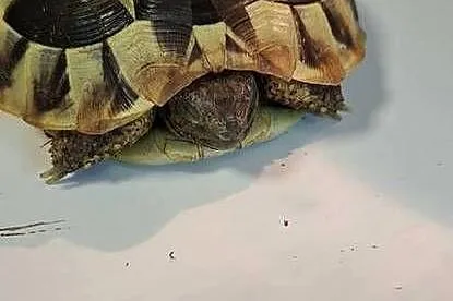 Żółw grecki lądowy