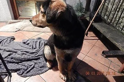WINSTON - młody, duży, przyjazny pies szuka domu z