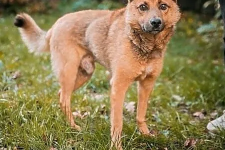 RUDZIK - kochany, spragniony miłości psiak, szuka domu!,  mazowieckie Warszawa, Mazowieckie, Warszawa