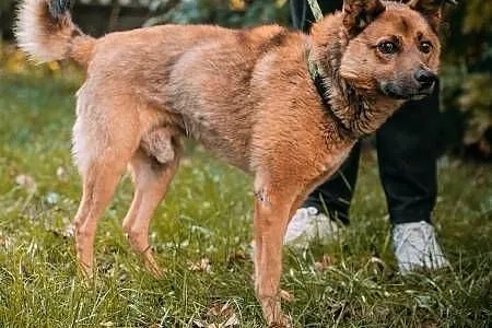 RUDZIK - kochany, spragniony miłości psiak, szuka domu!,  mazowieckie Warszawa, Mazowieckie, Warszawa