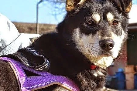 Esme - młodziutka sunia w typie husky szuka domu,  kujawsko-pomorskie Toruń