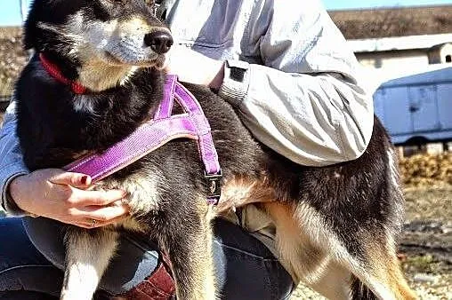 Esme - młodziutka sunia w typie husky szuka domu, 