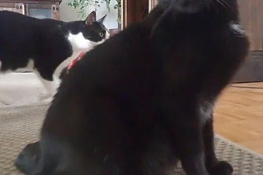 Zoja-czarna kotka do adopcji filmik ,  Koty pospol