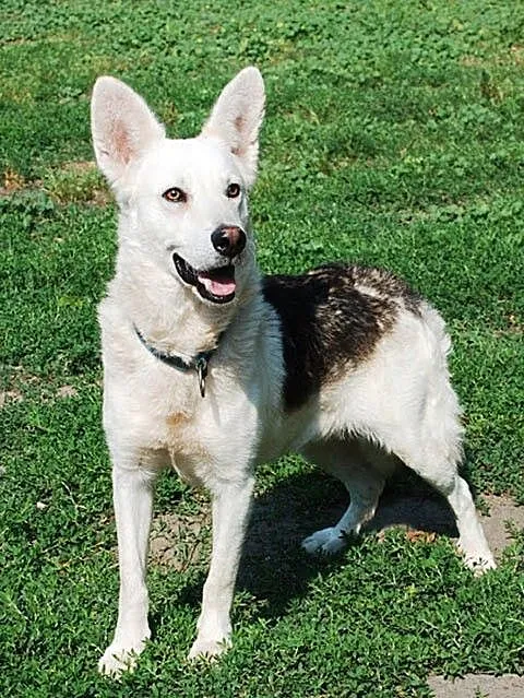 Codi młody, nieśmiały husky mix owczarek ADOPCJA