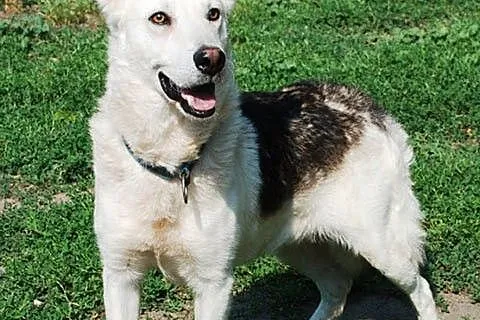 Codi młody, nieśmiały husky mix owczarek ADOPCJA